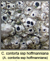 C contorta ssp hoffmanniana, A contorta ssp hoffmanniana