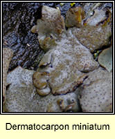 Dermatocarpon miniatum