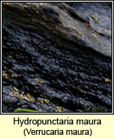 Hydropunctaria maura, Verrucaria maura