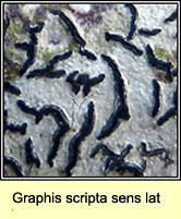 Graphis scripta