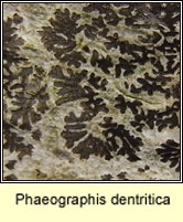 Phaeographis dentritica