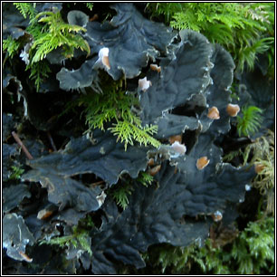 Peltigera