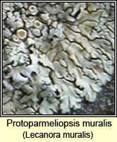 Protoparmeliopsis muralis, Lecanora muralis
