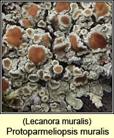 Protoparmeliopsis muralis, Lecanora muralis