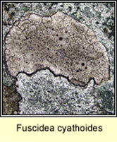 Fuscidea cyathoides