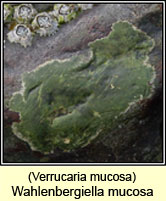 Wahlenbergiella mucosa, Verrucaria mucosa