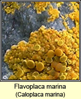 Flavoplaca marina, Caloplaca marina