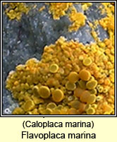 Flavoplaca marina, Caloplaca marina