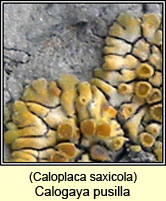 Caloplaca saxicola