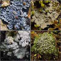Squamulose lichens