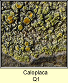 Caloplaca Q1