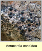 Acrocordia conoidea