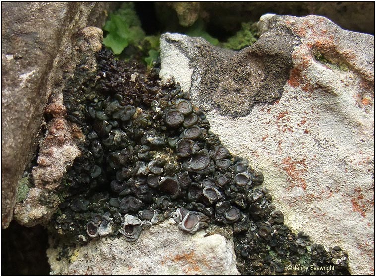 Collema tenax var tenax