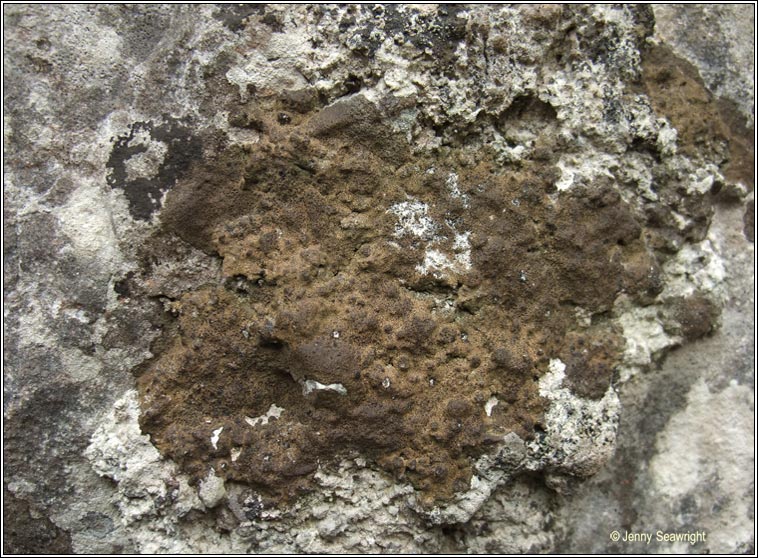 Verrucaria macrostoma