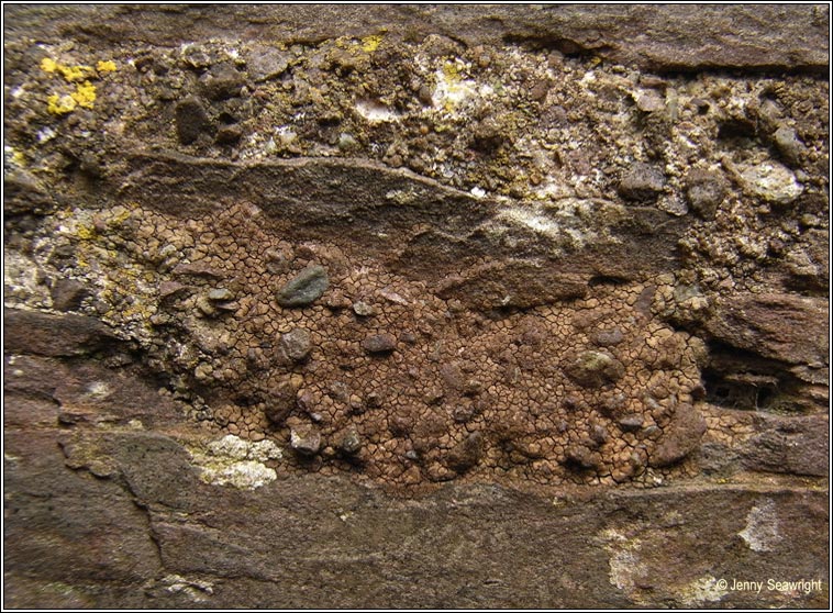 Verrucaria macrostoma f furfuracea