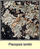 Placopsis lambii
