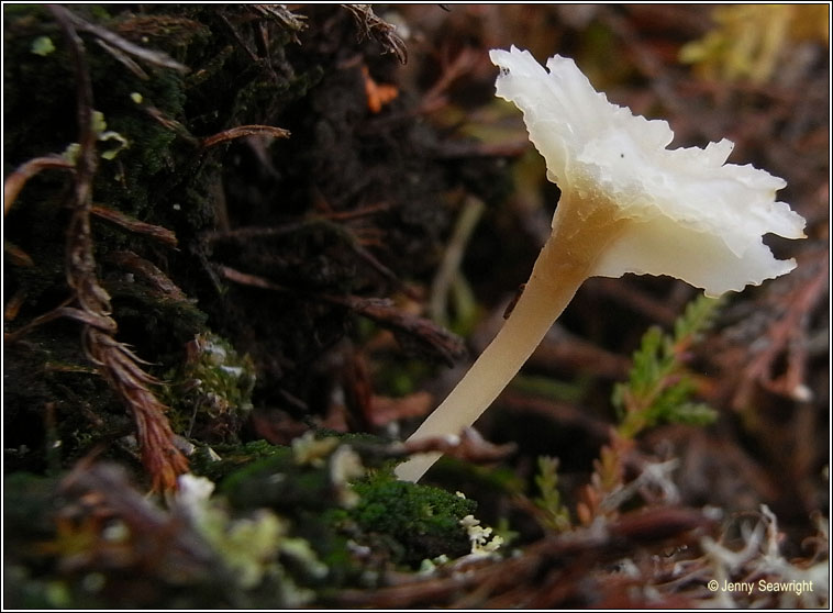 Lichenomphalia umbellifera