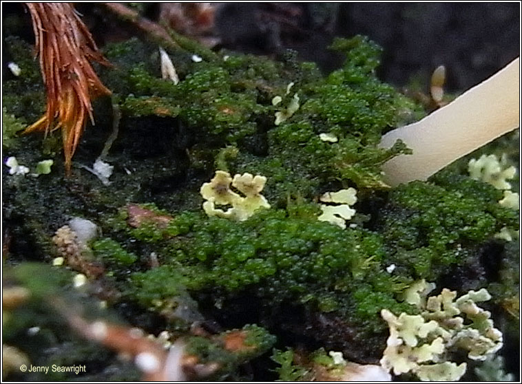 Lichenomphalia umbellifera