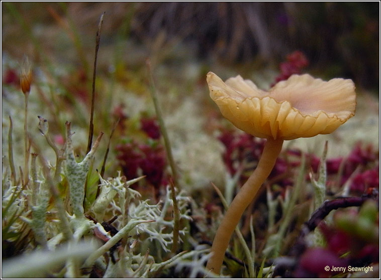 Lichenomphalia umbellifera