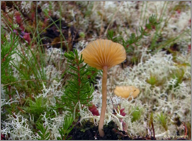 Lichenomphalia umbellifera