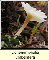Lichenomphalia umbellifera