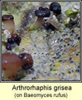 Arthrorhaphis grisea