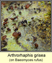 Arthrorhaphis grisea