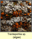 Trentepohlia (Algae)