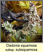 Cladonia squamosa ssp subsquamosa