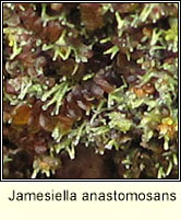 Jamesiella anastomosans