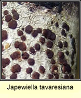 Japewiella tavaresiana