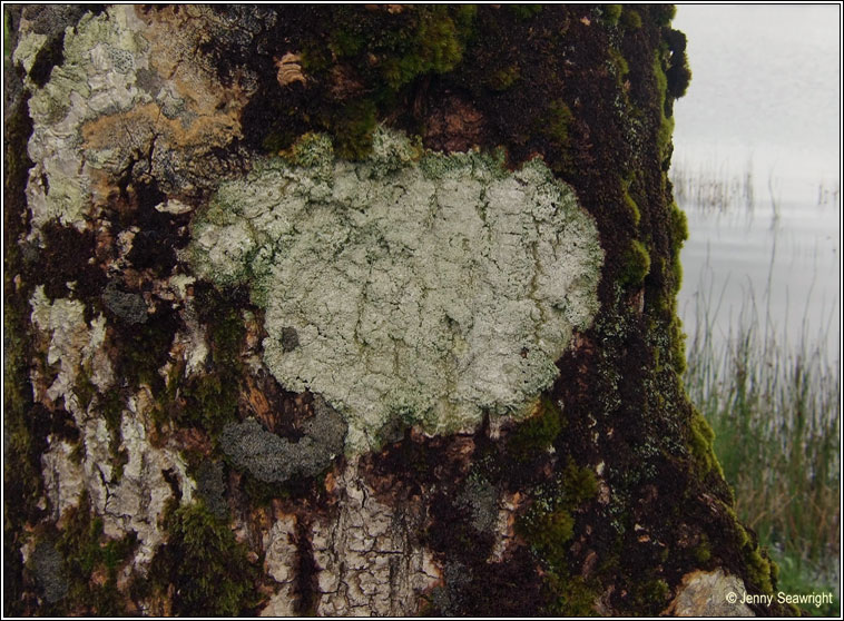 Pertusaria albescens var corallina