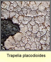 Trapelia placodioides