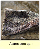 Acarospora sp