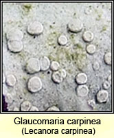 Lecanora carpinea