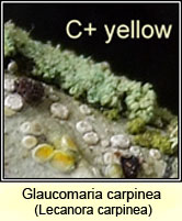 Glaucomaria carpinea, Lecanora carpinea