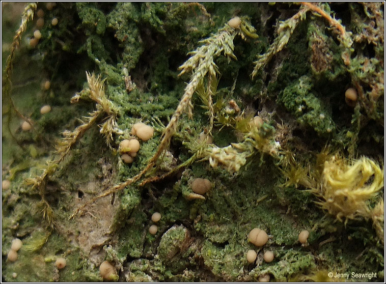Mycobilimbia pilularis, Biatora sphaeroides