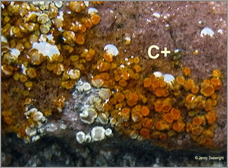 Lecanora antiqua, Lecanora conferta