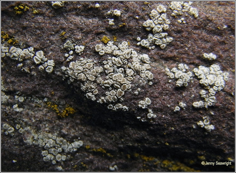 Lecanora antiqua, Lecanora conferta