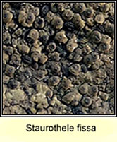 Staurothele fissa