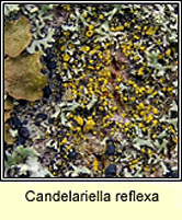 Candelariella reflexa