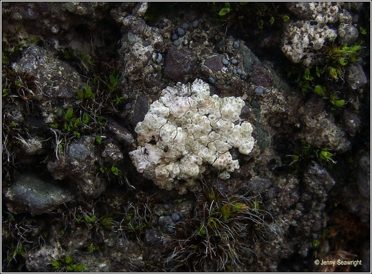 Lecanora albescens