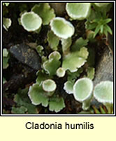 Cladonia humilis