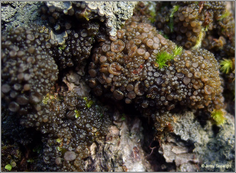 Collema fasciculare