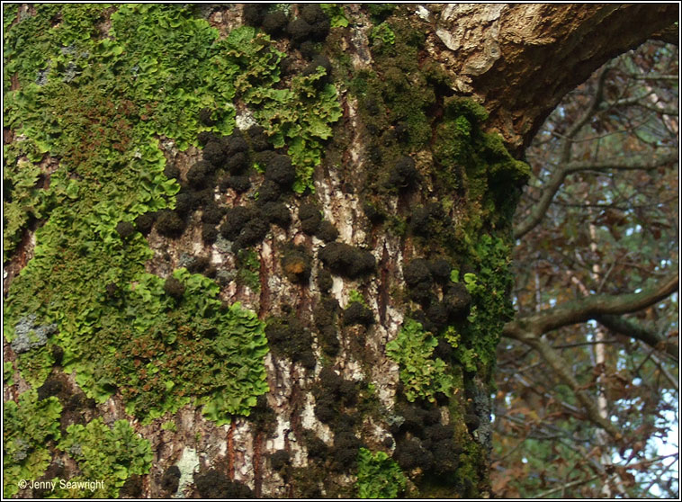 Collema fasciculare