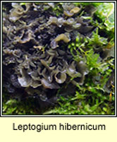 Leptogium hibernicum