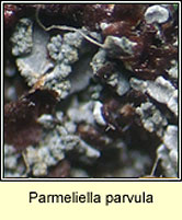 Parmeliella parvula