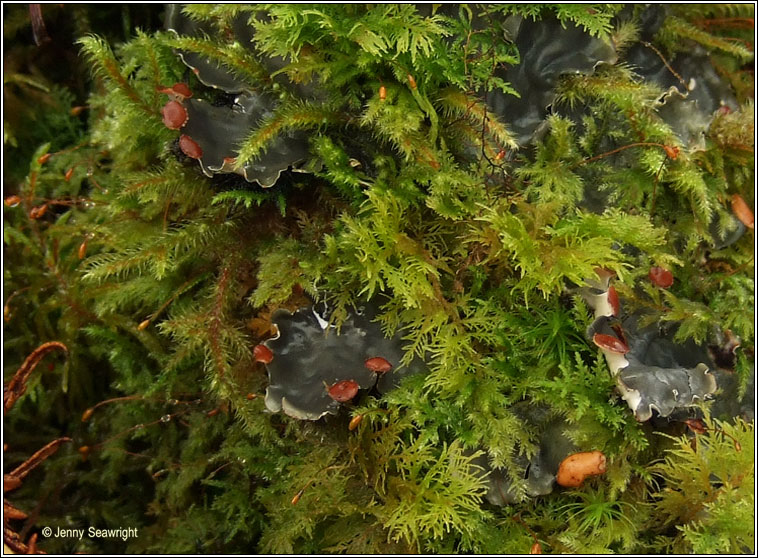 Peltigera horizontalis