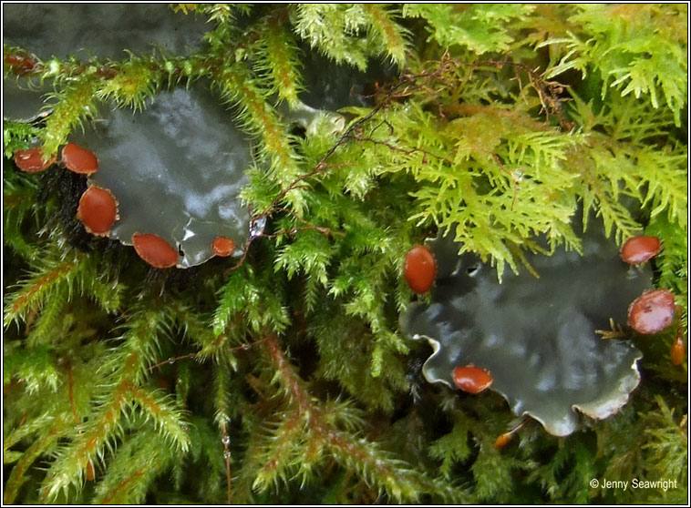 Peltigera horizontalis