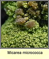 Micarea micrococca